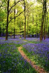 Woodland with bluebells